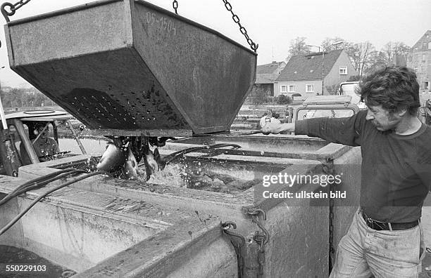 Karpfen aus dem Kühlturm. Peitz DDR, 02. 10. 1986. Foto: Binnenfischer bei Verladung der Ernte. Der realsozialistische Speisekarpfen reift im warmen...