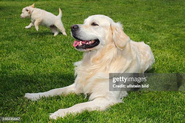 Male Golden Retriever dog and puppy, pup , domestic dog