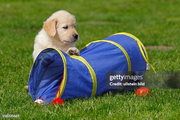 Young Golden Retriever dog, puppy, pup , domestic dog