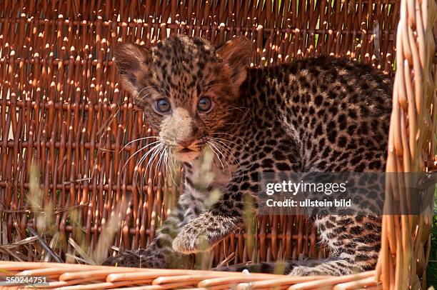 Erstmals der Öffentlichkeit zeigte sich im Tierpark Berlin der am geborene männliche Java-Leopard , der von seinen Tierpflegern den Namen "Timang"...