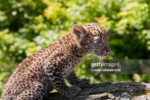 Erstmals der Öffentlichkeit zeigte sich im Tierpark Berlin der am geborene männliche Java-Leopard , der von seinen Tierpflegern den Namen "Timang"...