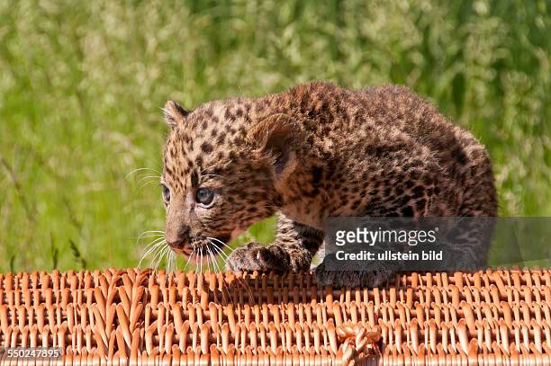 Erstmals der Öffentlichkeit zeigte sich im Tierpark Berlin der am geborene männliche Java-Leopard , der von seinen Tierpflegern den Namen "Timang"...