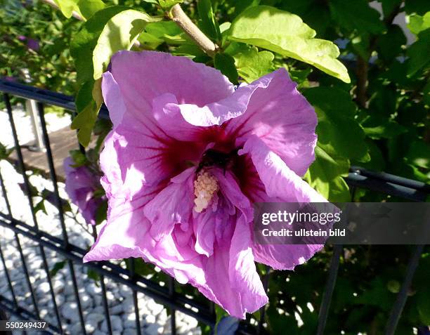 Pink Hibiscus, Rosa Hibiskus, Eibisch, Berlin, Lichterfelde, 23.07.13