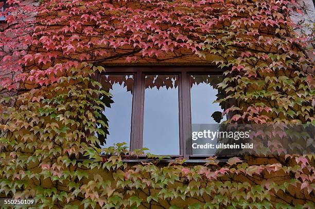 Herbstlich rot gefärbte Weinblätter umranken die Fenster eines Wohnhauses in der Varnhagenstraße in Berlin-Prenzlauer Berg