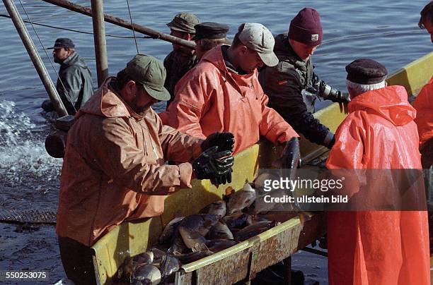 Fischer sortieren ihren Fang - Abfischen der Peitzer Karpfenteiche