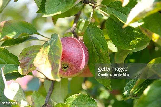 Äpfel hängen an einem Apfelbaum in einem Berliner Schrebergarten
