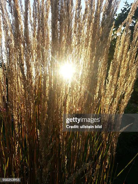 Herbstsonne scheint durch Schilffgras