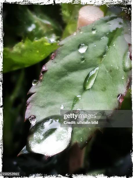 Lomographie - Wassertropfen auf einem Blatt