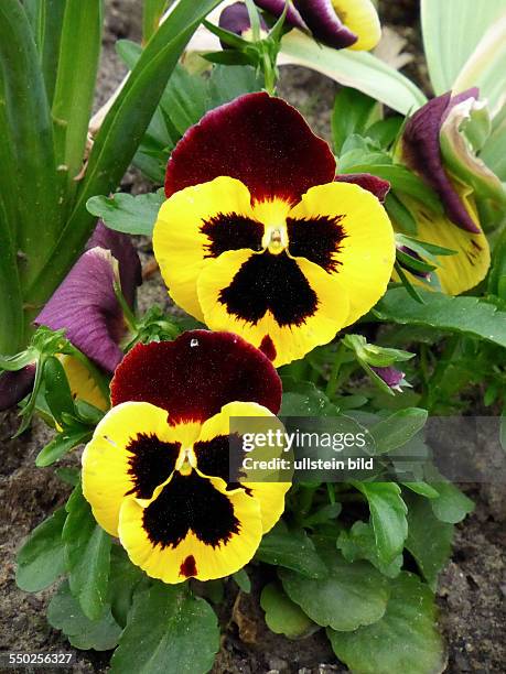 Yellow red Pansy, Gelb rotes Stiefmuetterchen, Viola, Berlin, Lichterfelde, 11.05.13