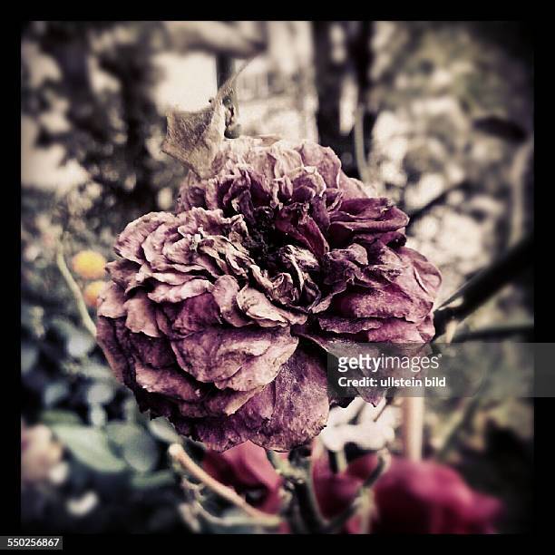 Instragram - Verblühte Rose