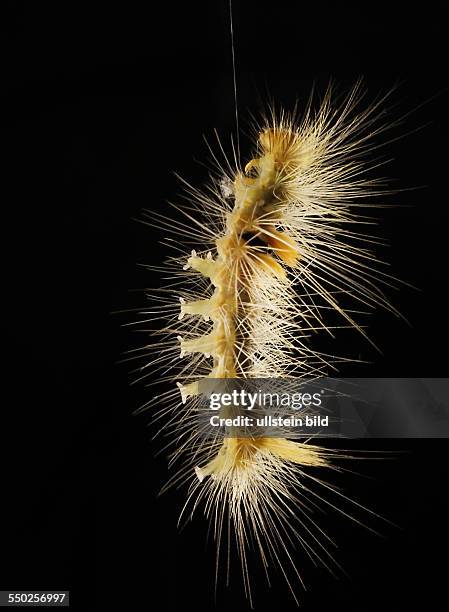 Schmetterlinge Falter Nachtfalter Lymantriidae Schadspinner Spinnerraupe Raupenhaare Brennhaare nesseln