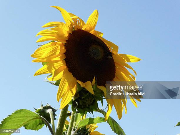 Yellow sunflower, gelbe Sonnenblume, Helianthus, Berlin, Lichterfelde, 23.07.13