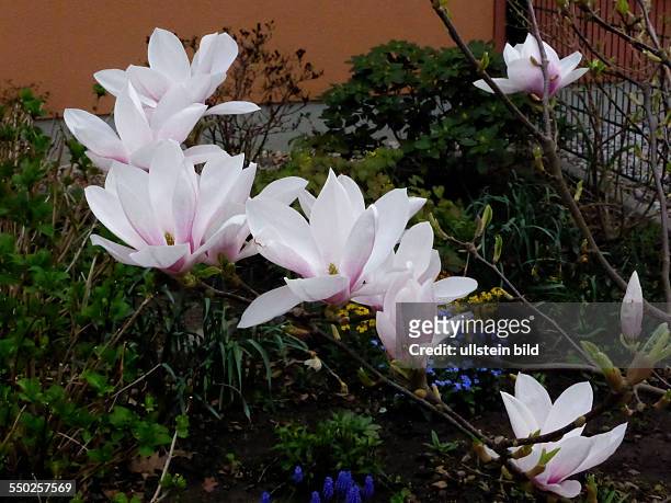 White Pink Magnolia, Rosa Magnolie, Berlin, Lichterfelde, 26.04.13