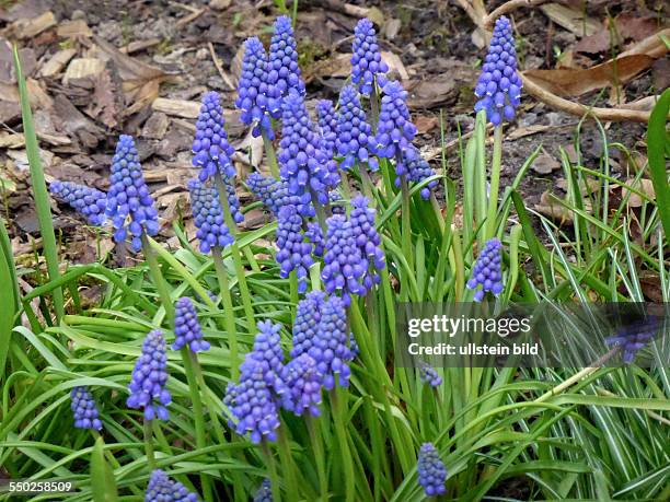 Blue Grape Hyacinth, Blaue Traubenhyazinthe, Muscari, Berlin, Lichterfelde, 24.04.13