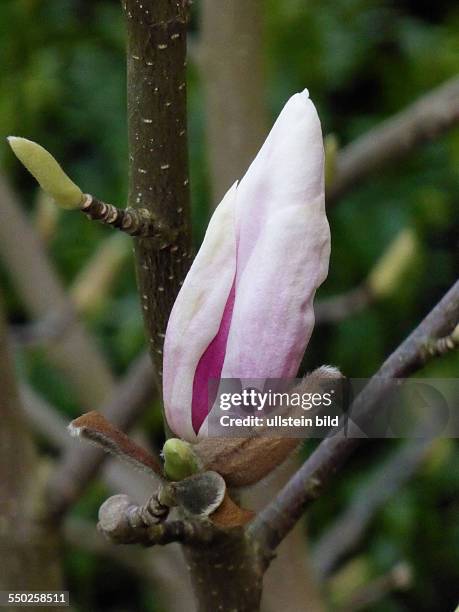 White Pink Magnolia, Rosa Magnolie, Berlin, Lichterfelde, 24.04.13