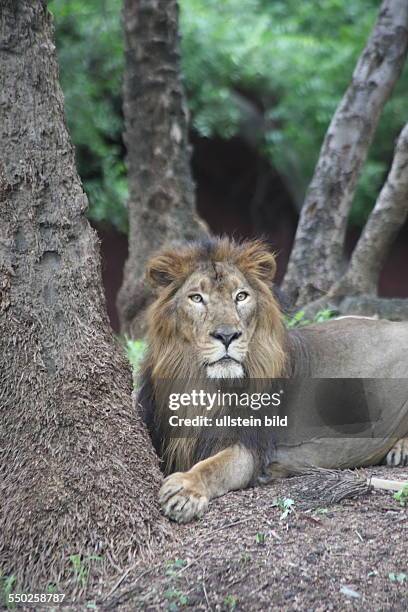 Hyderabad Loewe, Zoo, Hauptstadt des Bundesstaates Andrah Pradesh