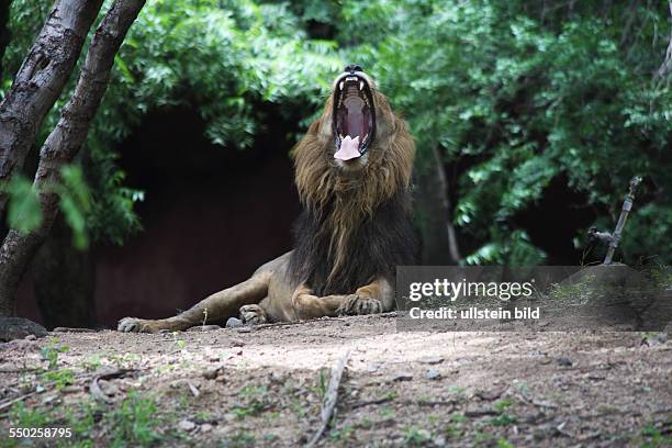 Hyderabad Löwe im Zoo, Hauptstadt des Bundesstaates Andrah Pradesh