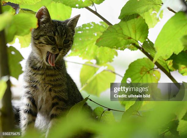 Gager, Baltic Sea, Ruegen, Mecklenburg-Western Pomerania, Germany - young cat, August 18, 2013.