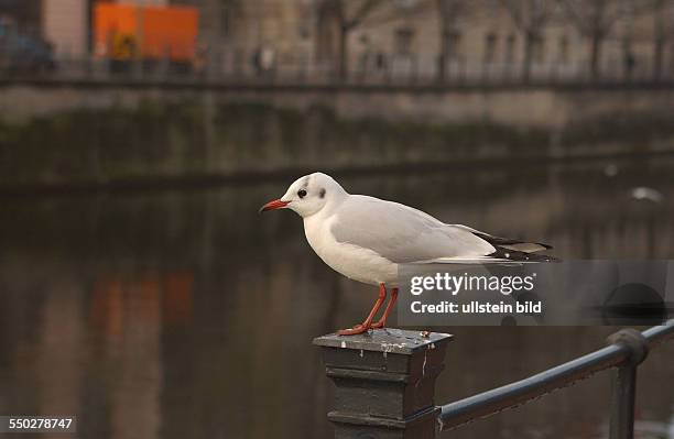 Möwe auf einem Geländer am Spreeufer in Berlin