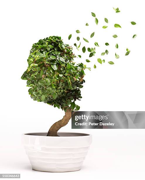 conceptual image of bonsai tree depicting alzheime - alzheimers stock pictures, royalty-free photos & images