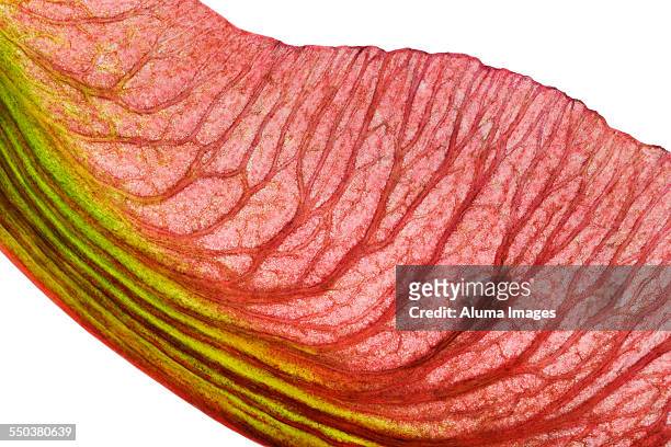 closeup of maple seed - maple keys stock pictures, royalty-free photos & images