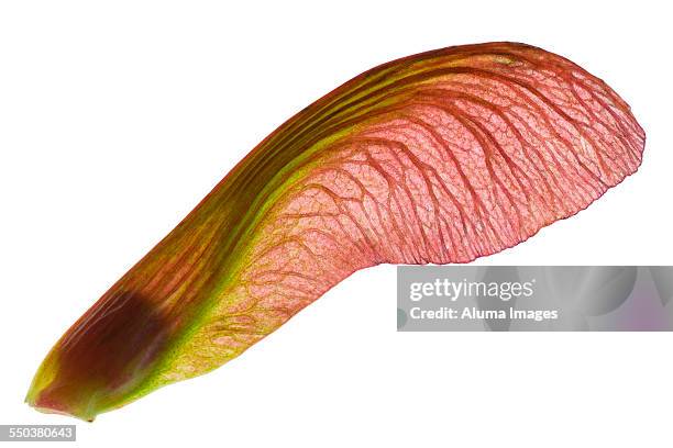 closeup of maple seed - maple keys stock pictures, royalty-free photos & images