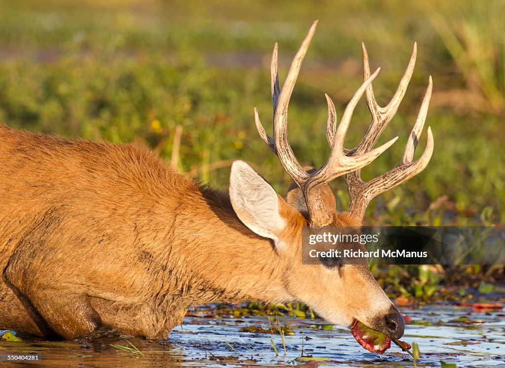 Marsh deer feeding