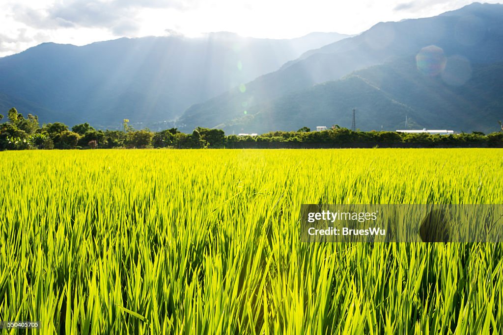 Close up rice fields with shining sunlight