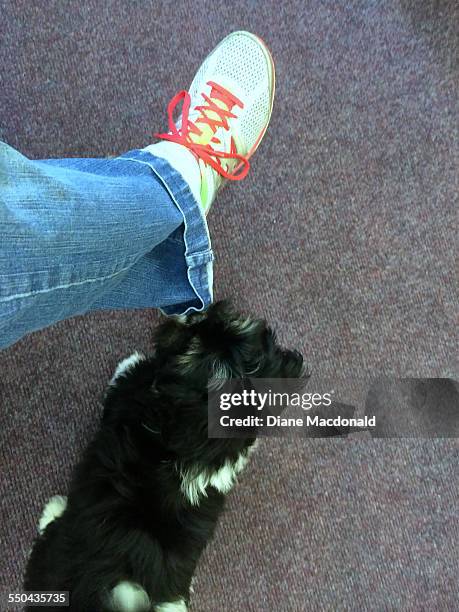 pov - pets - lhasa apso puppy stock pictures, royalty-free photos & images