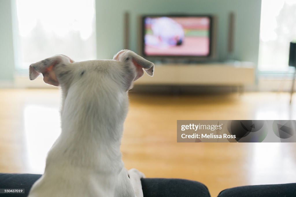 Pets Watching TV