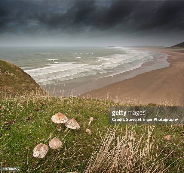 rhossili bay and fungi - south wales stock pictures, royalty-free photos & images