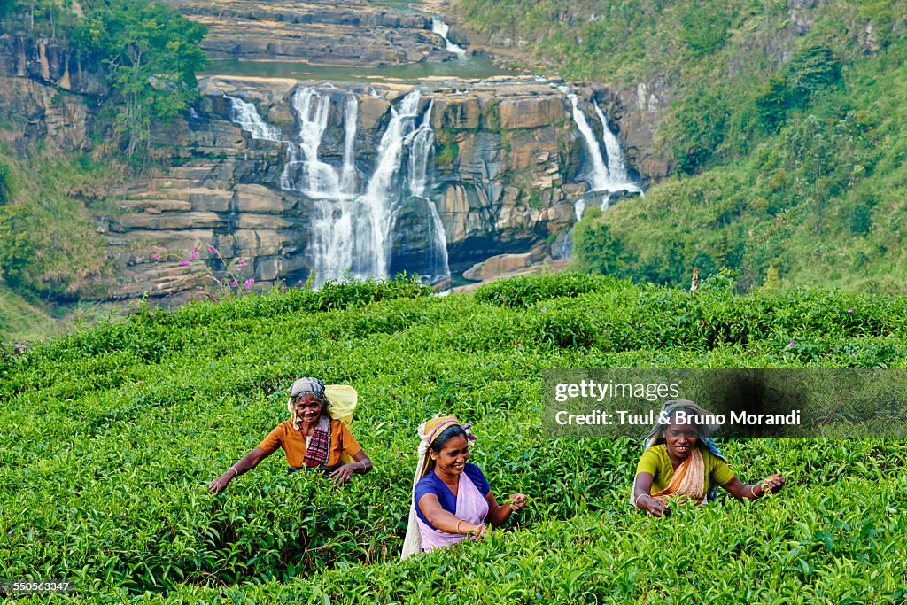 Sri Lanka, Nuwara Eliya, tea plantation