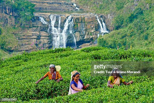 sri lanka, nuwara eliya, tea plantation - nuwara eliya stock pictures, royalty-free photos & images