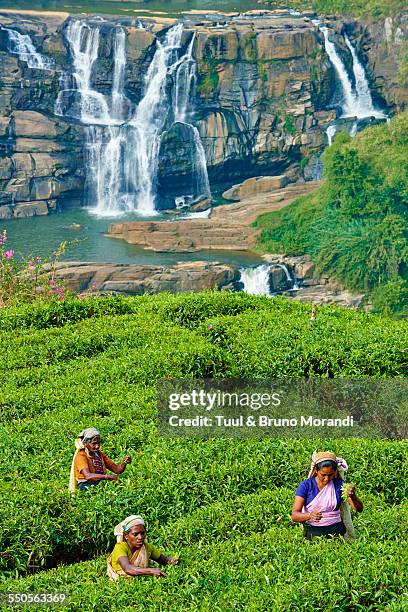 sri lanka, nuwara eliya, tea plantation - nuwara eliya stock pictures, royalty-free photos & images