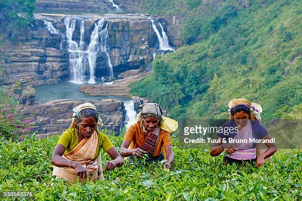 sri lanka, nuwara eliya, tea plantation - sri lanka stock-fotos und bilder