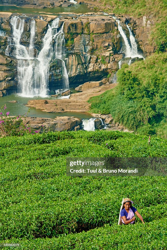 Sri Lanka, Nuwara Eliya, tea plantation