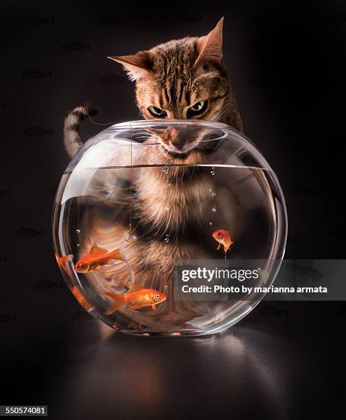 cat fishing - bengal cat stock pictures, royalty-free photos & images