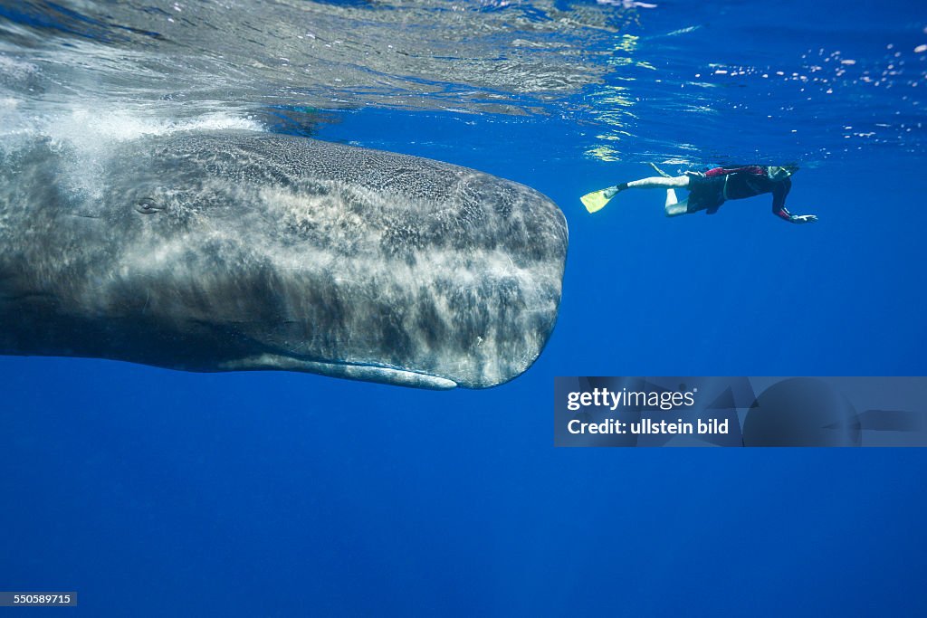 Sperm Whale And Skin Diver Physeter Macrocephalus Caribbean Sea sperm-whale-and-skin-diver-physeter-macrocephalus-caribbean-sea