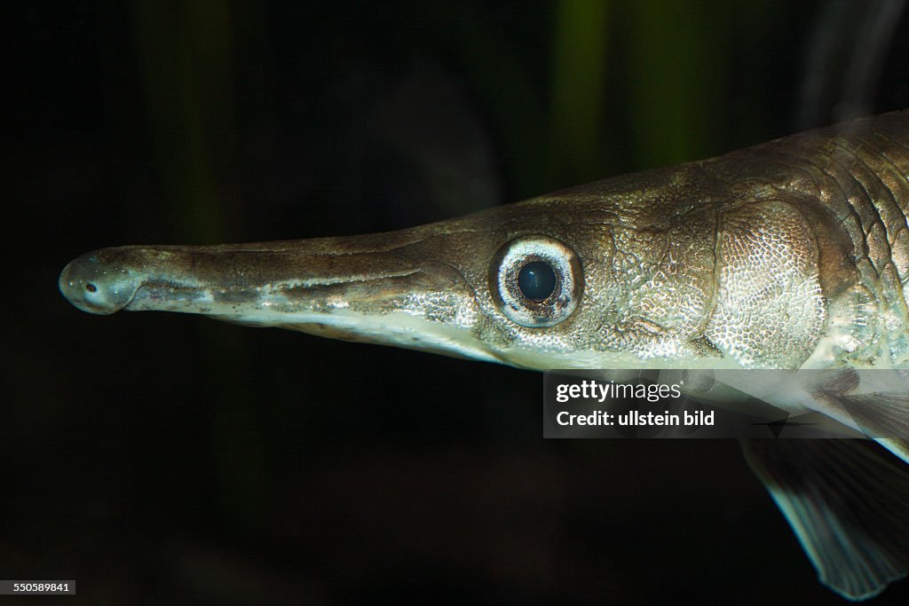 Spotted Gar, Lepisosteus oculatus, Florida, USA