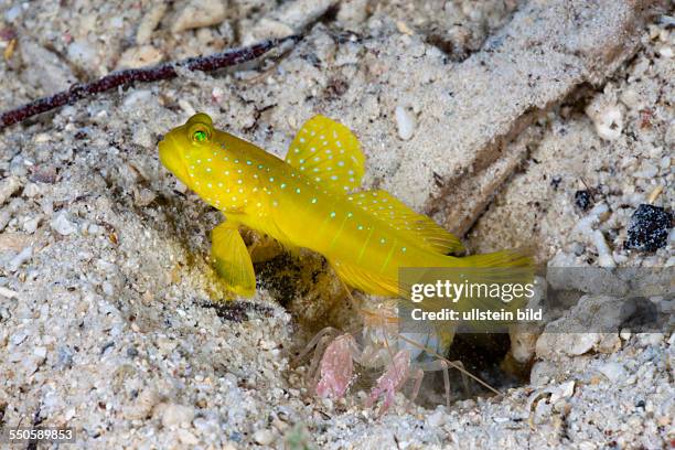 Yellow Prawn Goby in symbiotic with Snapping Shrimp, Cryptocentrus cinctus, Alpheus ochrostriatus, Cenderawasih Bay, West Papua, Indonesia