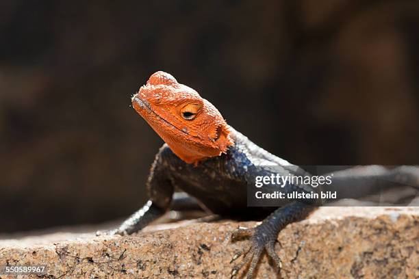 Male Common Agama, Agama agama, Brandberg, Erongo, Namibia