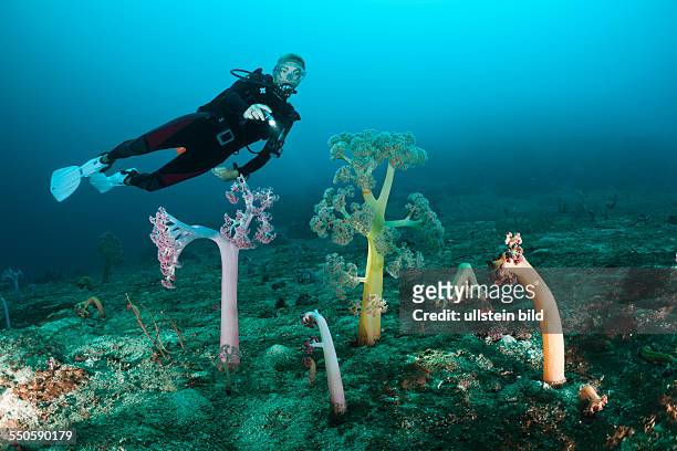 Soft Corals and Scuba Diver, Umbellulifera sp., Cenderawasih Bay, West Papua, Indonesia
