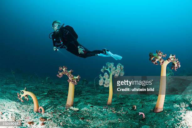 Scuba Diver and Soft Corals, Umbellulifera sp., Cenderawasih Bay, West Papua, Indonesia