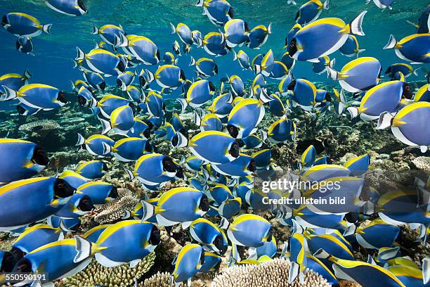 Shoal of Powder Blue Tang, Acanthurus leucosternon, Thaa Atoll, Maldives