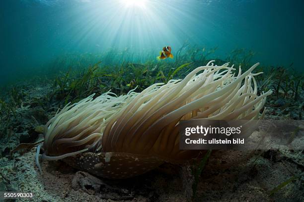 Leather Sea Anemone with Clarks Anemonefish in Seagrass Meadows, Heteractis crispa, Amphiprion clarkii, Cenderawasih Bay, West Papua, Indonesia