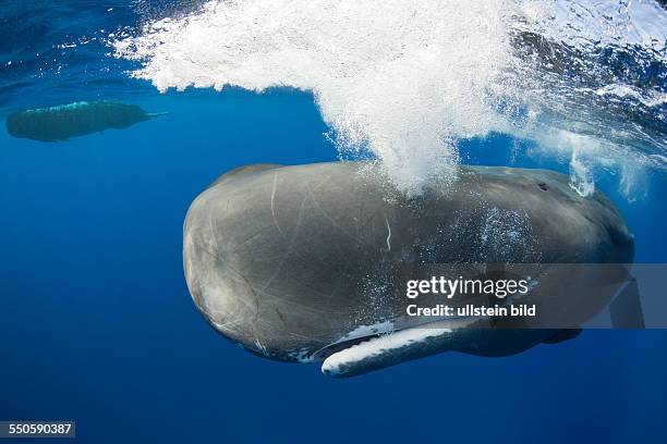 Sperm Whale, Physeter macrocephalus, Caribbean Sea, Dominica