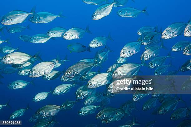 Shoal of Cottonmouth Jack, Uraspis secunda, San Benedicto, Revillagigedo Islands, Mexico