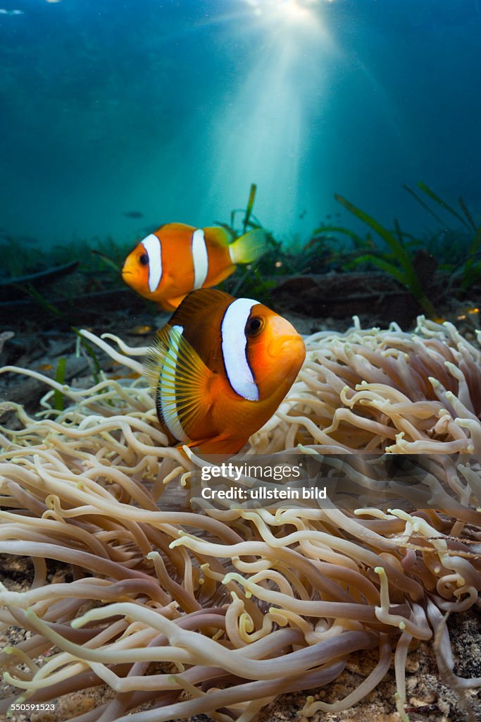 Leather Sea Anemone with Clarks Anemonefish, Heteractis crispa, Amphiprion clarkii, Cenderawasih Bay, West Papua, Indonesia