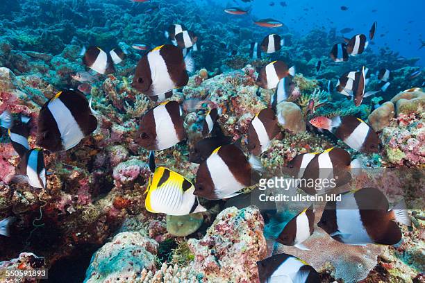 Black Pyramid Butterflyfish, Hemitaurichthys zoster, Thaa Atoll, Maldives