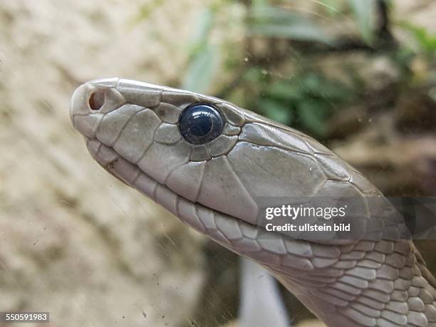 Der Kopf einer Schwarzen Mamba in der Schlangenfarm des Tierparks Berlin-Friedrichsfelde. Giftschlange